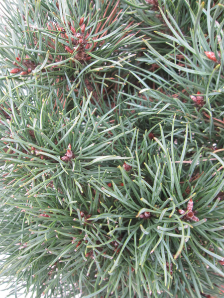 Pinus pumila glauca Kugel